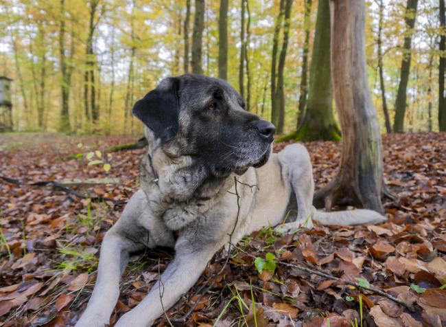 Hundefreundlicher Bayerischer Wald